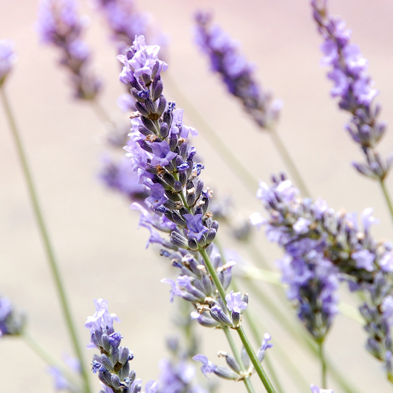 スパイクラベンダー