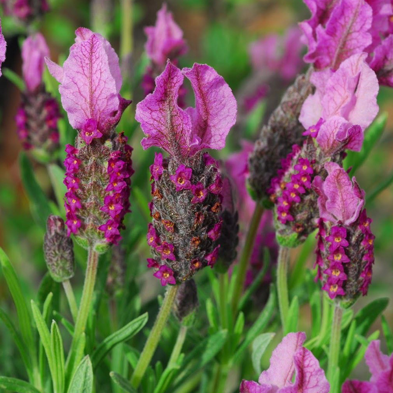 フレンチラベンダー