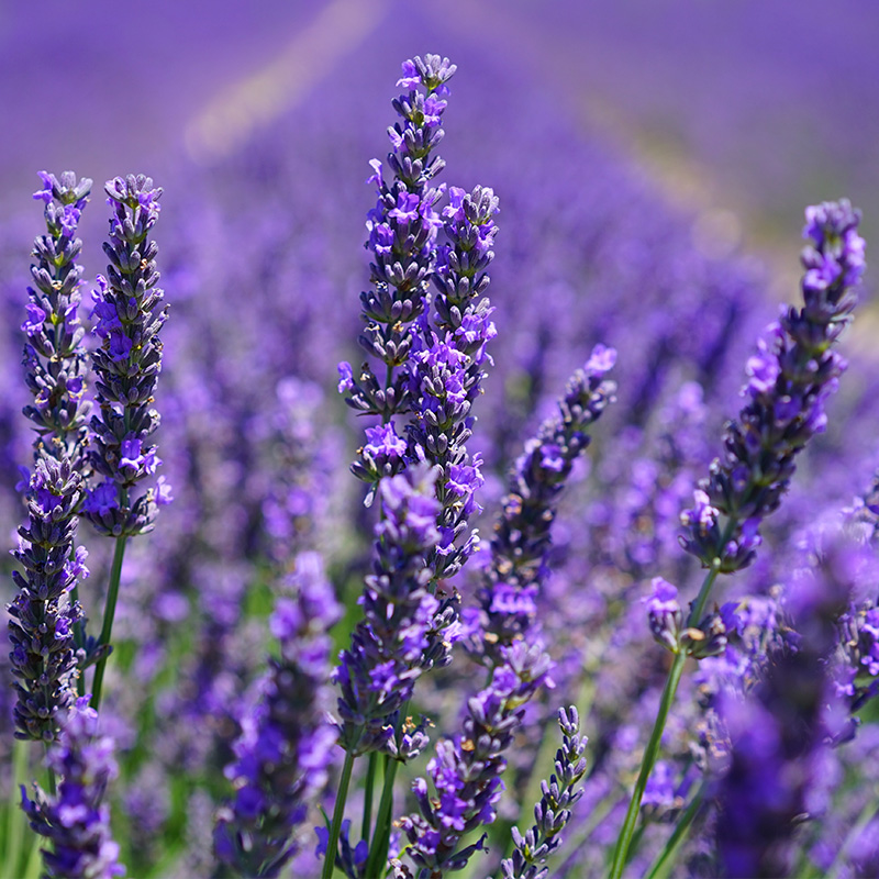 真正ラベンダー