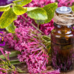 クラリセージ（オニサルビア）の効果効能