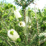 メラルーカ（ティーツリー）の効果効能