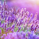 ラベンダー