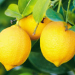 レモン｜精油・アロマオイル・エッセンシャルオイル紹介