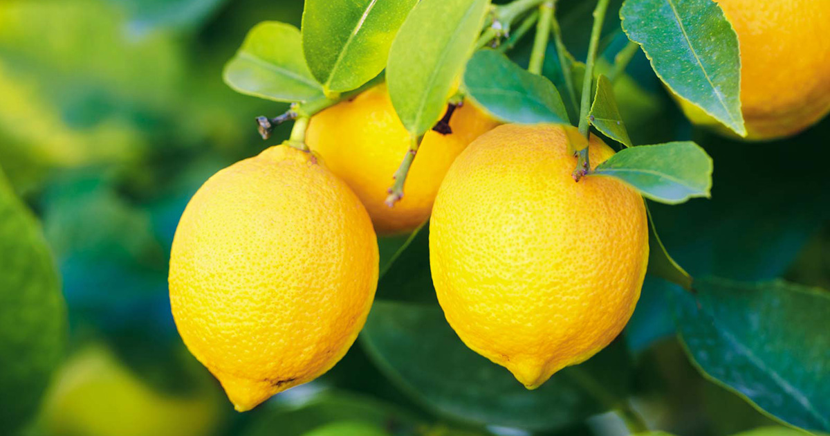 レモン|精油・アロマオイル・エッセンシャルオイル紹介