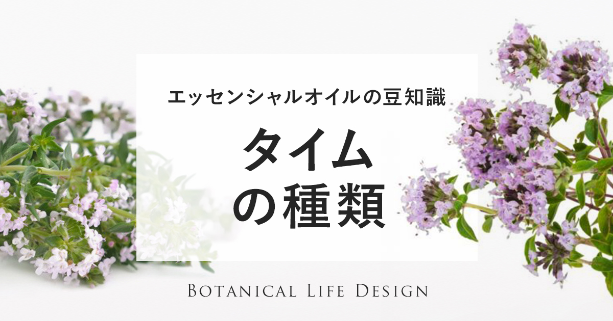 ラベンダーの種類